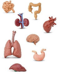 Safari Ltd Human Organs TOOB | The Nest Attachment Parenting Hub