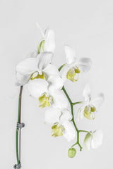 Vivi by Flossom Aphrodite Wooden Gift Box (Large Orchids) | The Nest Attachment Parenting Hub