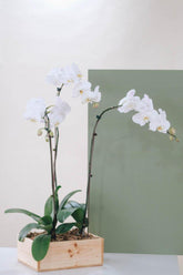 Vivi by Flossom Thisbe Wooden Gift Box (Large Orchids) | The Nest Attachment Parenting Hub