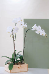 Vivi by Flossom Thisbe Wooden Gift Box (Large Orchids) | The Nest Attachment Parenting Hub