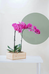 Vivi by Flossom Thisbe Wooden Gift Box (Large Orchids) | The Nest Attachment Parenting Hub