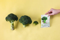 Greenday Kids Brocolli Chips 36g | The Nest Attachment Parenting Hub