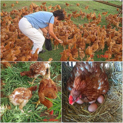 Feel Well Bambu Organic Eggs (Preorder) | The Nest Attachment Parenting Hub