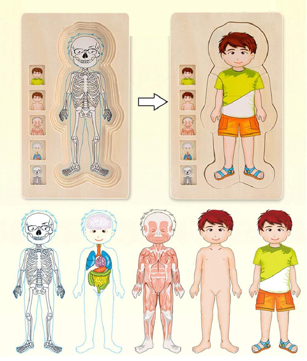 Onshine Layered Body Puzzle 3+ | The Nest Attachment Parenting Hub