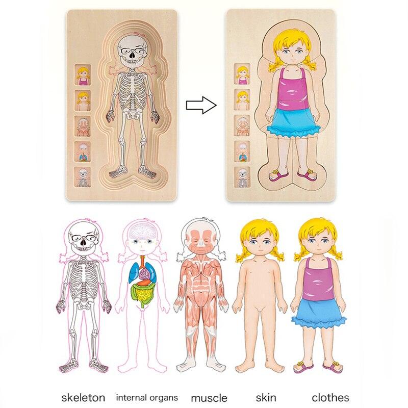 Onshine Layered Body Puzzle 3+ | The Nest Attachment Parenting Hub