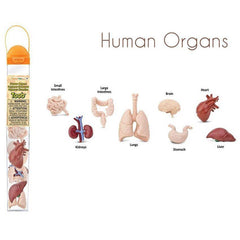 Safari Ltd Human Organs TOOB | The Nest Attachment Parenting Hub