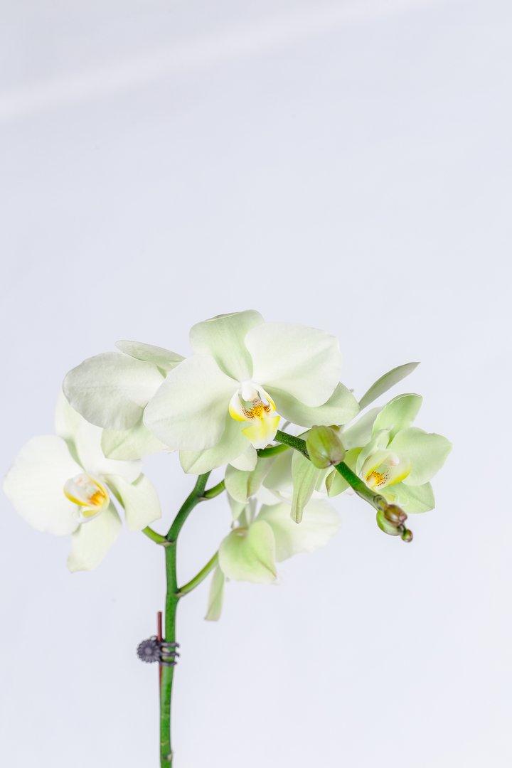 Vivi by Flossom Aphrodite Wooden Gift Box (Large Orchids) | The Nest Attachment Parenting Hub