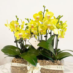 Vivi by Flossom Hebe Acrylic Gift Box (Medium Orchids) | The Nest Attachment Parenting Hub
