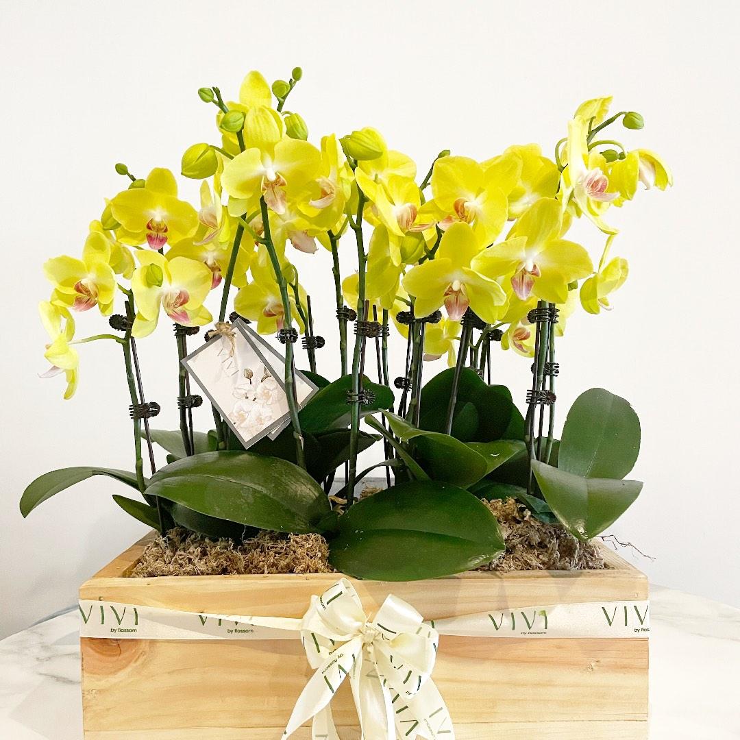 Vivi by Flossom Hebe Wooden Gift Box (Medium Orchids) | The Nest Attachment Parenting Hub