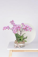 Vivi by Flossom Polymia Glass Vase (Medium Orchids) | The Nest Attachment Parenting Hub