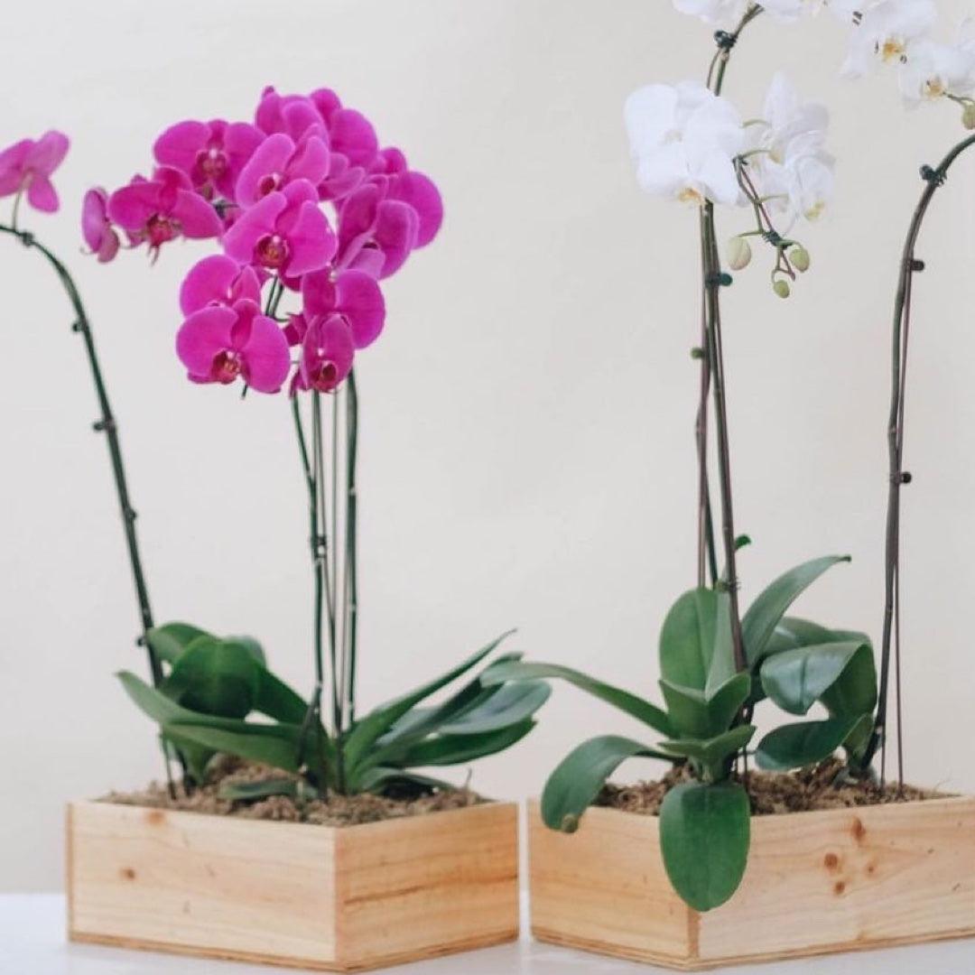 Vivi by Flossom Thisbe Wooden Gift Box (Large Orchids) | The Nest Attachment Parenting Hub