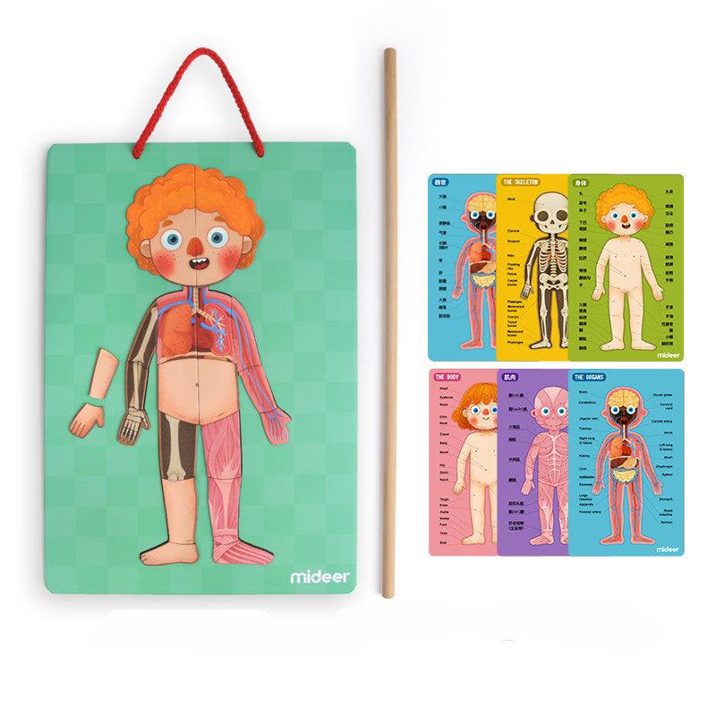 Mideer - Body Magnets | The Nest Attachment Parenting Hub