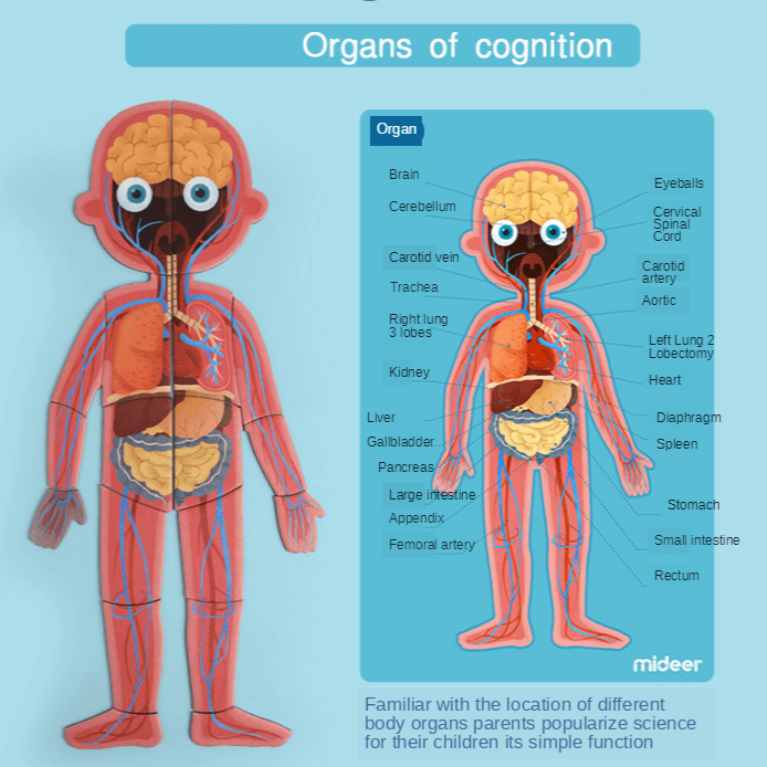 Mideer - Body Magnets | The Nest Attachment Parenting Hub
