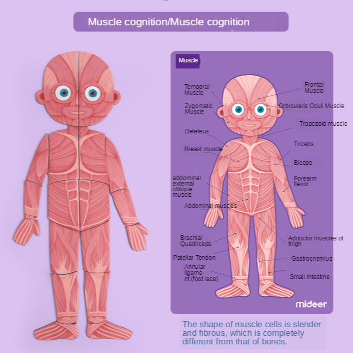 Mideer - Body Magnets | The Nest Attachment Parenting Hub