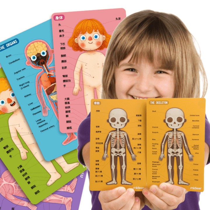 Mideer - Body Magnets | The Nest Attachment Parenting Hub