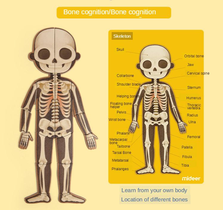 Mideer - Body Magnets | The Nest Attachment Parenting Hub