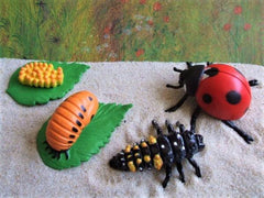 Safari Ltd Life Cycle of a Lady Bug | The Nest Attachment Parenting Hub