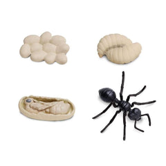 Safari Ltd Life Cycle of an Ant | The Nest Attachment Parenting Hub